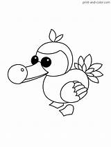 Adopt Dodo sketch template