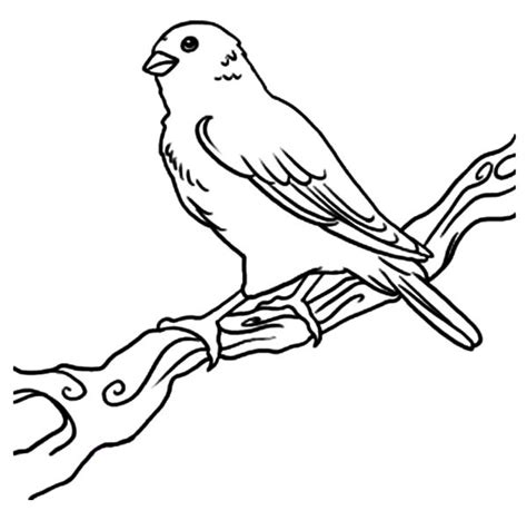 happy canary bird coloring pages  place  color