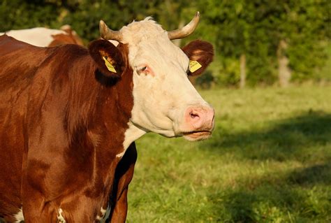 cow brown white · free photo on pixabay