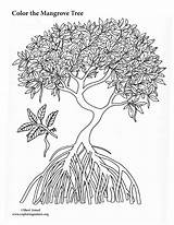 Mangrove Tree Coloring Drawing Trees Pdf Drawings Leaves Paintingvalley sketch template