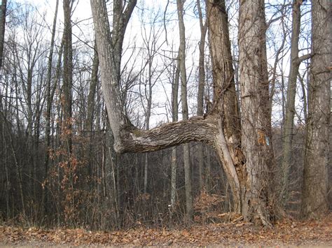 filetrail tree form tar hollow state forestjpg wikimedia commons