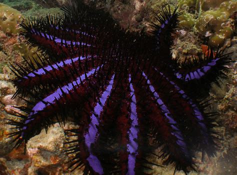 crown  thorns starfish images reverse search