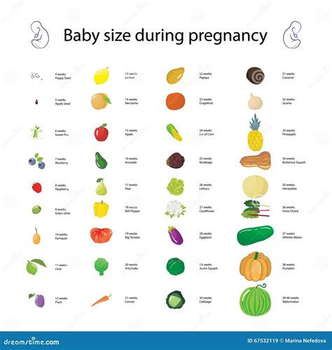 infographic  baby size  pregnancy comparing  diff stock