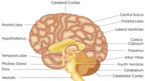 Brain Anatomy Cerebral Cortex Images And Photos Finder