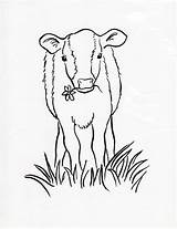 Calf Coloring Cow Drawing Printable Getdrawings Coloing Samanthasbell sketch template