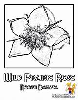 Flower Coloring State Dakota North Pages Printable Wild Choose Board Discover sketch template