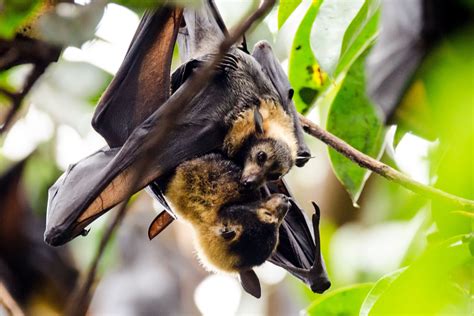 analysis spectacled flying foxes endangered  unprotected