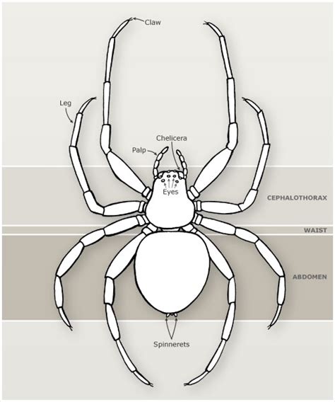 parts   spider spiders   arachnids te ara encyclopedia   zealand