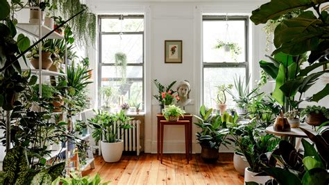 indoor plants liven    homes architectural digest