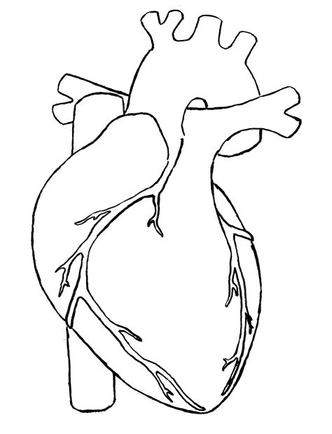 draw  human heart     draw  human heart