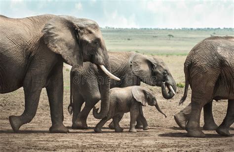 elephant family stock photo image  animals strength