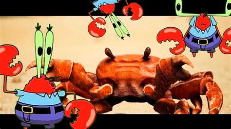 krabs storm krab borg rave [crab rave mr krabs remix] youtube