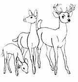 Deer Coloring Pages Tailed Whitetail Print Tail Printable Kids Drawing Family Color Amelia Clip Easy Popular Getcolorings Leave Library Getdrawings sketch template