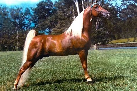 incredible fascinating facts   tennessee walking horse