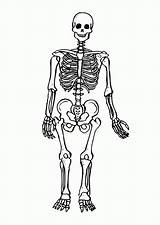 Skelett Ausmalbilder Malvorlagen sketch template