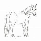 Coloring Horse Pages Arabian Clipart Sketch Library Popular sketch template