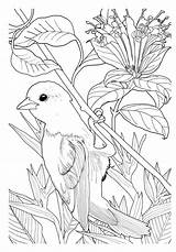 Jardim Encantado Floresta Encantada Antiestresse Adultos Pintar Jardins Coloriage Adult Oiseaux Aves Mandala Bird Pássaros Meses Tickles Colorier Sponsored sketch template