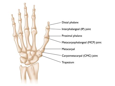 types  joints   hand