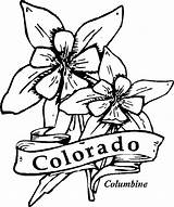 Coloring Columbine Flower Flowers Colorado State Pages Drawing Drawings Hibiscus Kids Cliparts Printable Sheets Template sketch template