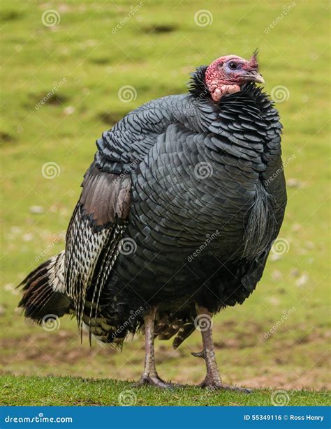 fat turkey stock photo image  thanksgiving animal