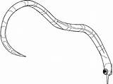 Pipefish Ringed Eel Oarfish sketch template