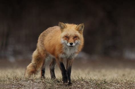 foxes dangerous health attack risks faq info guide pet keen