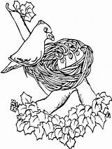 Bird Coloring Spring Feeding Babies Her Nest Drawing Designlooter Getdrawings sketch template