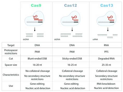 crispr genome editing  advances  cas variants