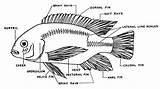 Fish Diagram Bony Labeled Draw Labelled Label External Structure Features Sketch Labels Biology Outline Brainly Templates Aquarium sketch template
