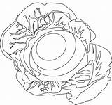 Cabbage Patch Coloring Pages Kids Getdrawings Getcolorings sketch template