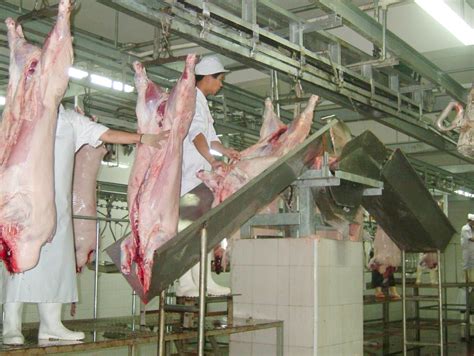 ce fully automatic slaughtering  pig slaughter abattoir
