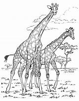 Coloring Adult Giraffe Pages African Africa Giraffes Adults Printable Da Color Disegni Colorare Print Colouring Tree Animal Book Adulti Per sketch template