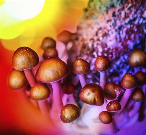 magic mushrooms hallucinogenic compound  drug   alleviate depression