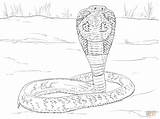 Cobra Coloring Pages Indian King Snake Realistic Printable Spitting Snakes Supercoloring Coral Color Drawing Reptiles sketch template