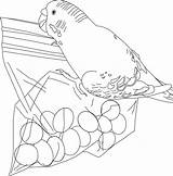 Parakeet sketch template