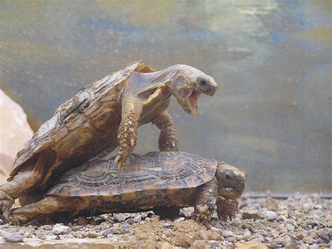 File Turtle Sex  Wikimedia Commons