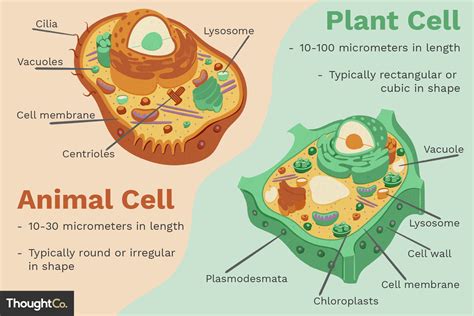image   cellslabeled animal   plant cell