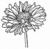 Drawing Zinnia Line Flowers Coloring Dahlia Flower Pages Drawings Single Bestcoloringpagesforkids Clipartmag Kids Yahoo Colouring Search Nature Visit Choose Board sketch template