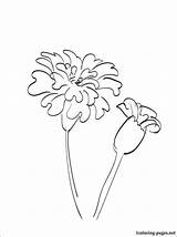 Marigold Drawing Coloring Flower Tattoo Line Pages Calendula Drawings Flowers Result Draw Printable Garland Getdrawings Sketch Dead Designlooter Paintingvalley Getcolorings sketch template
