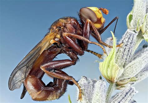 Thick Headed Fly On A Flower Photograph By Nicolas Reusens Fine Art