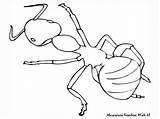 Ant Mewarnai Serangga Semut Bestcoloringpagesforkids Sketsa Diwarnai Ants Hewan Mewarna Kertas Cetak Berukuran Selembar Diatas Situs Warnai Insect sketch template