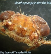 Afbeeldingsresultaten voor "benthopanope Indica". Grootte: 177 x 185. Bron: miaw.o.oo7.jp