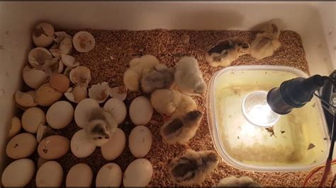 Egg Hatched Result Hatching Egg Incubator At Home Youtube