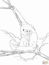 Animali Pianura Ape Gorilla Lar Gibbon Justcoloringbook sketch template