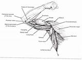 Muscles Musculos Bones Physiology Labeled Labeling sketch template