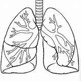 Humano Pulmones Science Corazon Lungs Organos Sistemas Colorir Coração Sistema Respiratorio Actividades Anatomia Corpo Fisiologia Lessons Respiratory Aparato Lineal Ciencias sketch template