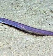 Afbeeldingsresultaten voor "pseudophichthys Splendens". Grootte: 174 x 185. Bron: biogeodb.stri.si.edu