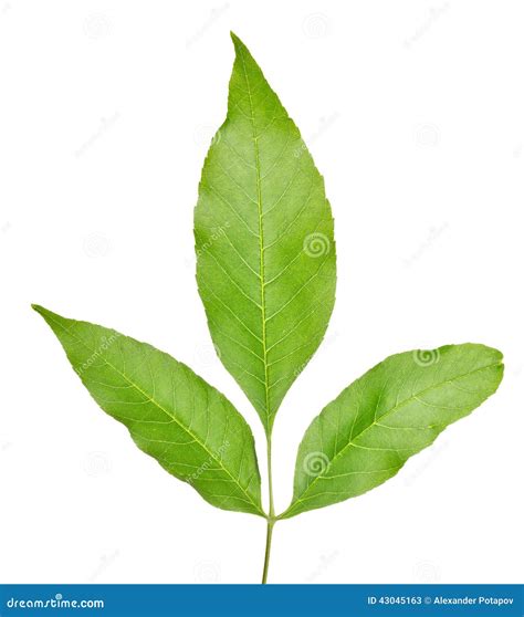 green leaves  branch isolated  white stock image image