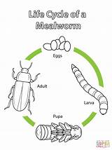 Cycle Mealworm Life Coloring Pages Mealworms Science Printable Insect Kids Breed Turtle Meal Super Drawing Cycles Color Insects Plant Eggs sketch template