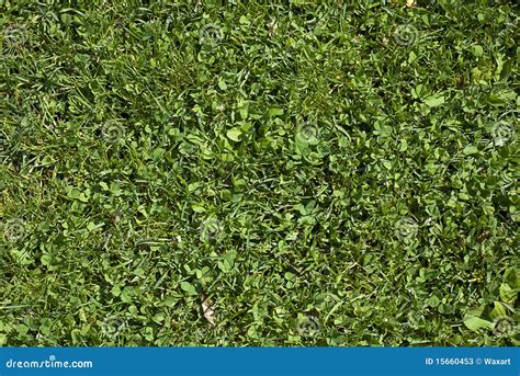 clover grass stock image image  field green meadow